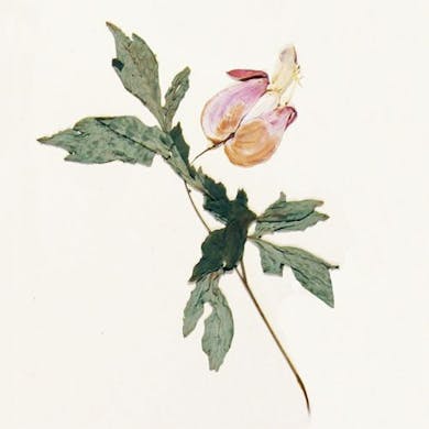 The Herbarium Collection