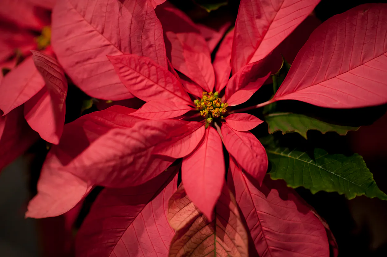 Christmas 2018