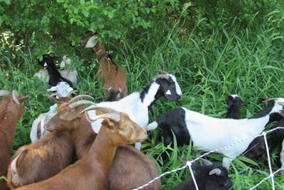 Rumors of Ruminants