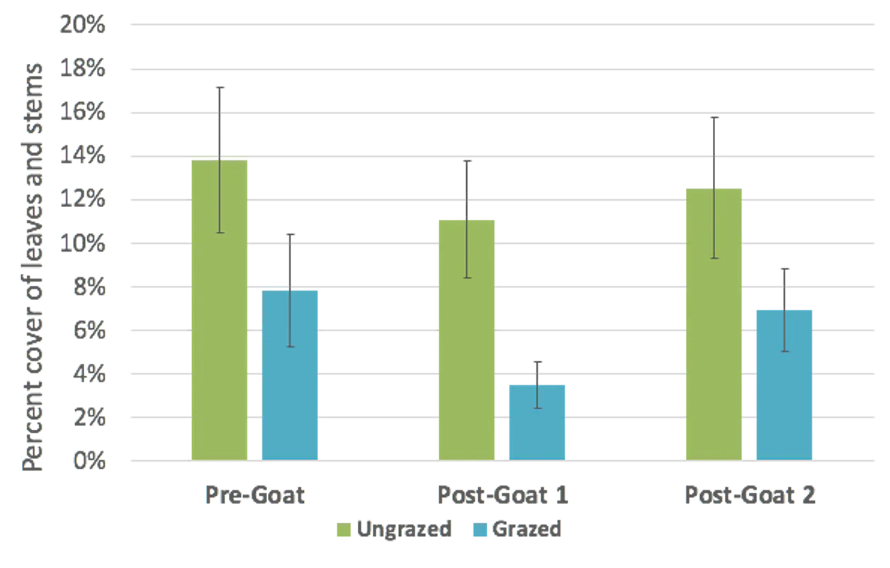 Chart of the average buckthorn leaves and stems in ungrazed and grazed pens: Pre-Goat (May), Post-Goat 1 (June) and Post-Goat 2 (September). 