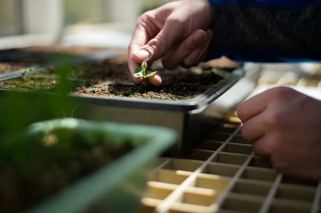 Plants grow in a greenhouse