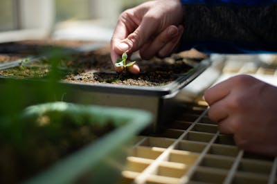Plants grow in a greenhouse