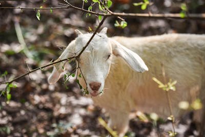 A goat