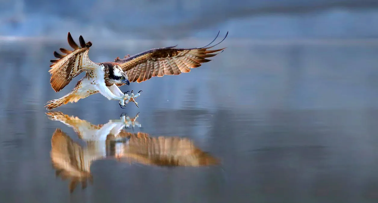 Ospreys, or Pandion haliaetus, are native to Minnesota.