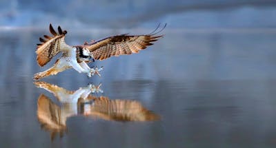 Ospreys, or Pandion haliaetus, are native to Minnesota.