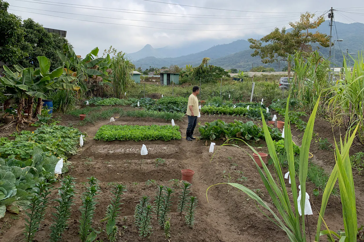 Alison Lo's farm