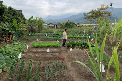 Alison Lo's farm