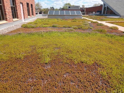 The succulents are a wide range of colors and species. 