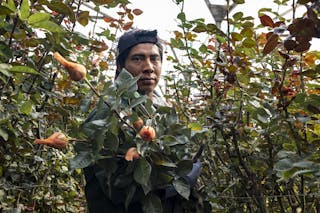 Mardoqueo Racuch, Tian's cousin, also attempted to find work in the United States as an undocumented immigrant. He was deported from the Mexican frontier and now works at Plantaciones Mavali S.A., a rose farm in Tecpán, Guatemala. |Photo by Bryson Rosell