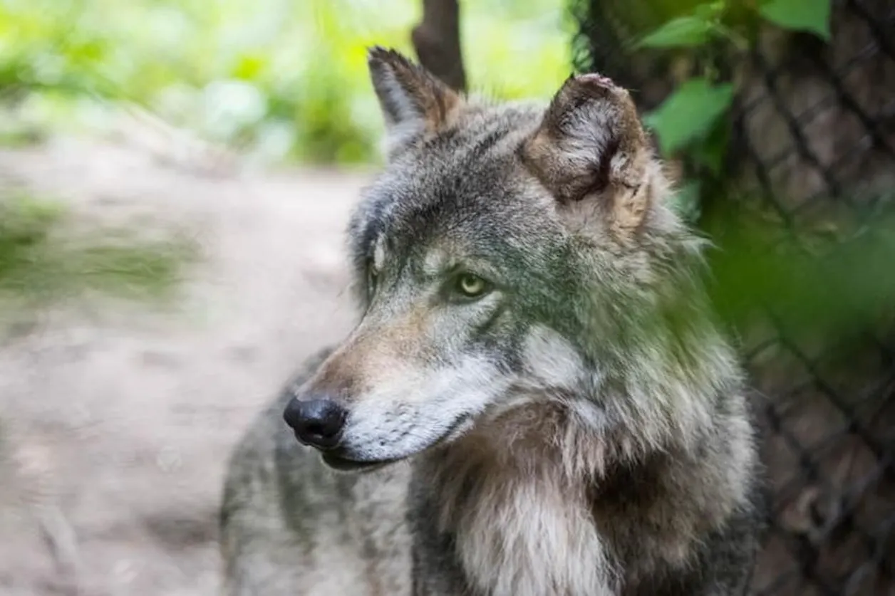 Minnesota Zoo