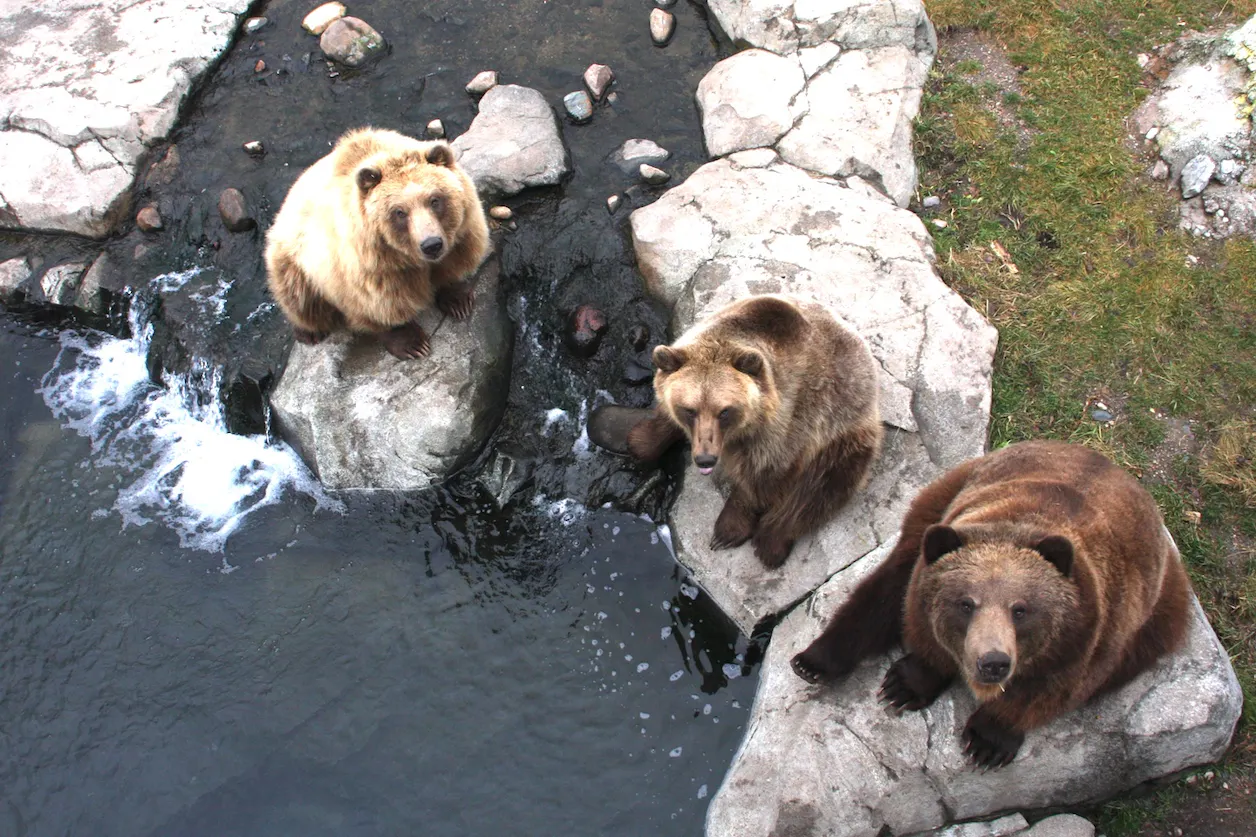 Minnesota Zoo