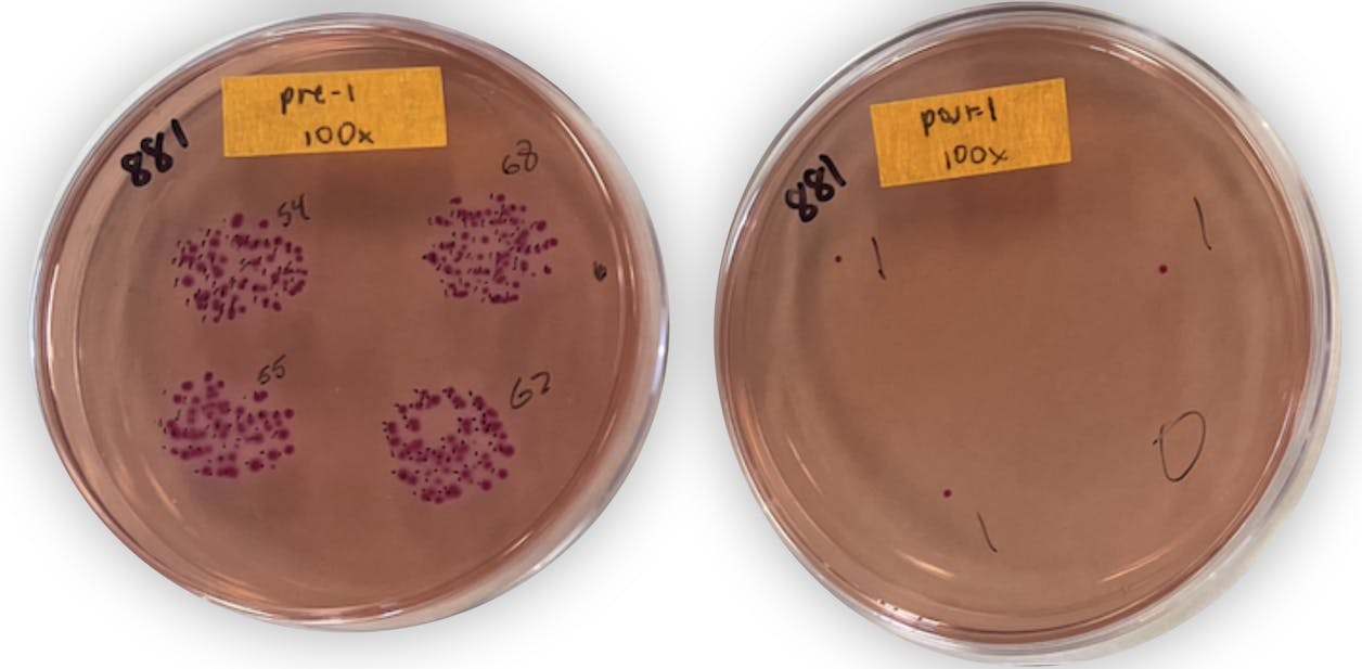 2 Petri dishes side by side, with more bacteria in the left one, and less on the right