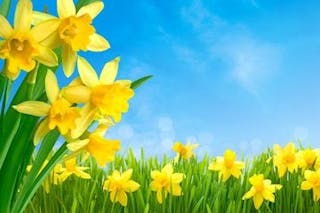 daffodils