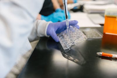 Close-up of a student's hands using a pipette and tray in a Bethel University lab.